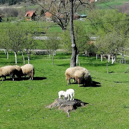 Brvnara Ljubicica * Kremna